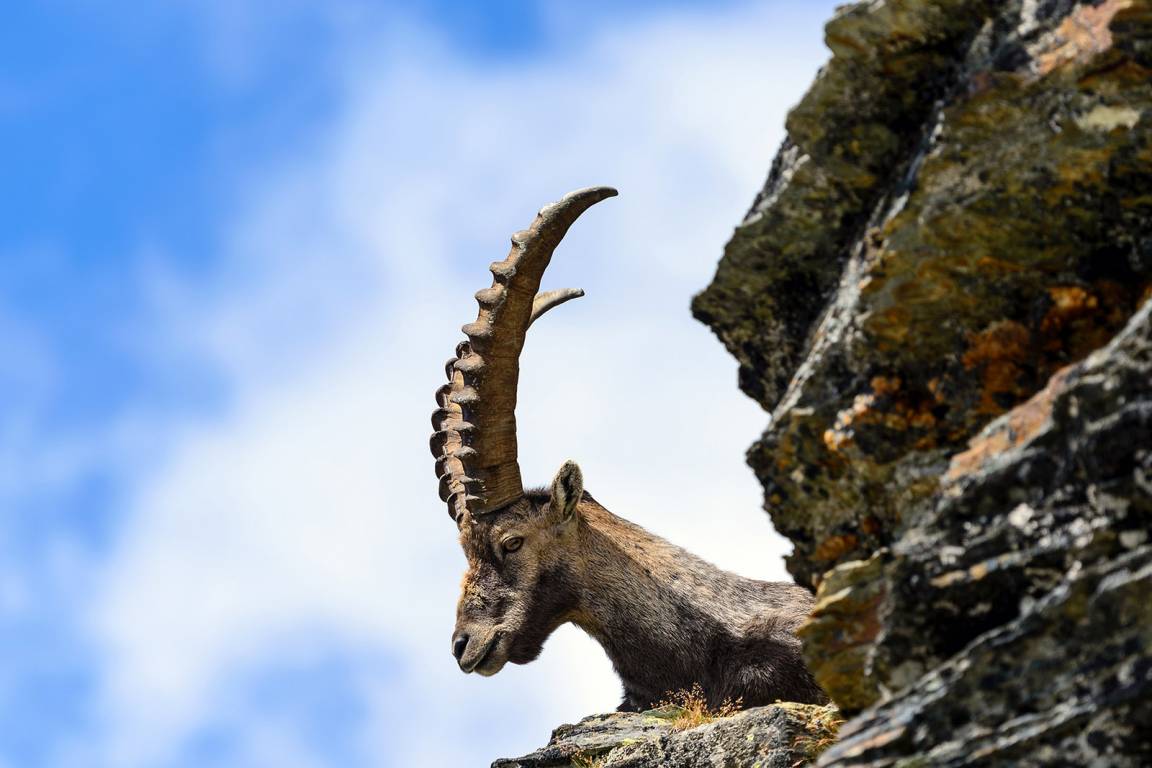 Ziege auf dem Matterhorn - Aostatal